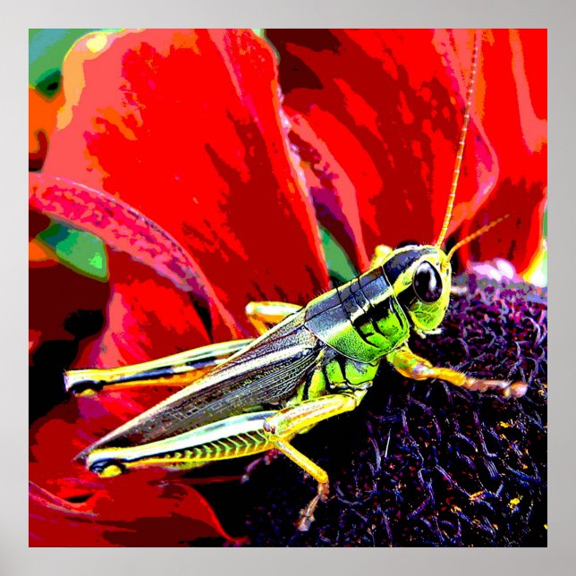 Poster Grasshopper (Devant)