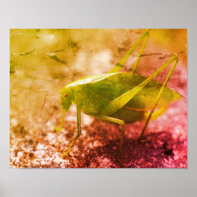 Poster Grasshopper Katydid Grunge Abstrait (Devant)