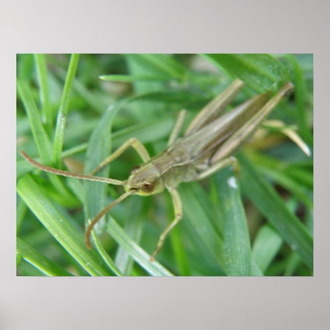 Poster Grasshopper Print (Devant)