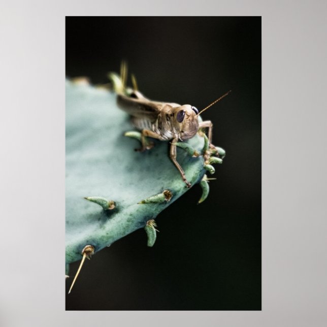 Poster Grasshopper sur Cactus (Devant)