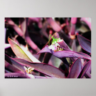 Poster - Grasshopper vert en Plante violet
