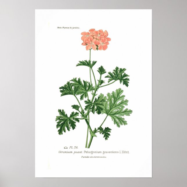 Poster Graviers de pélargonium (Devant)