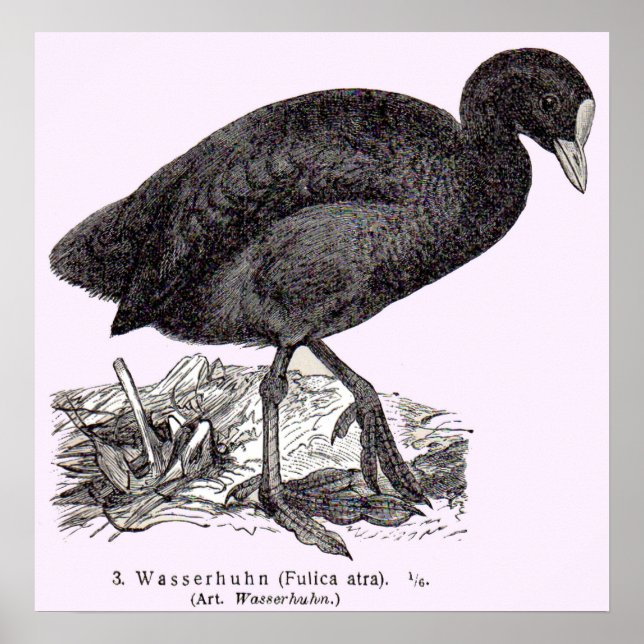 Poster gravure de wasserhuhn ou de moorhen du 19e siècle (Devant)