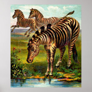 Poster gravure zèbre vers 1900