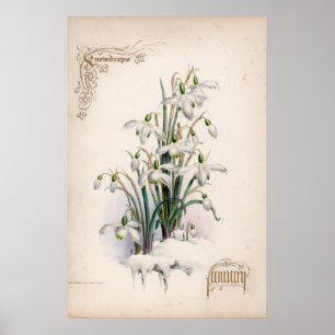 Poster Gravures botaniques, janvier