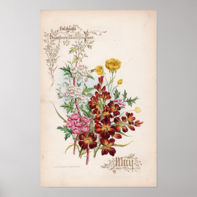 Poster Gravures botaniques, mai (Devant)