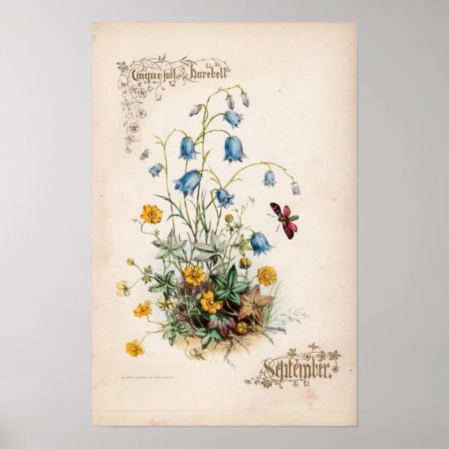 Poster Gravures botaniques, septembre (Devant)