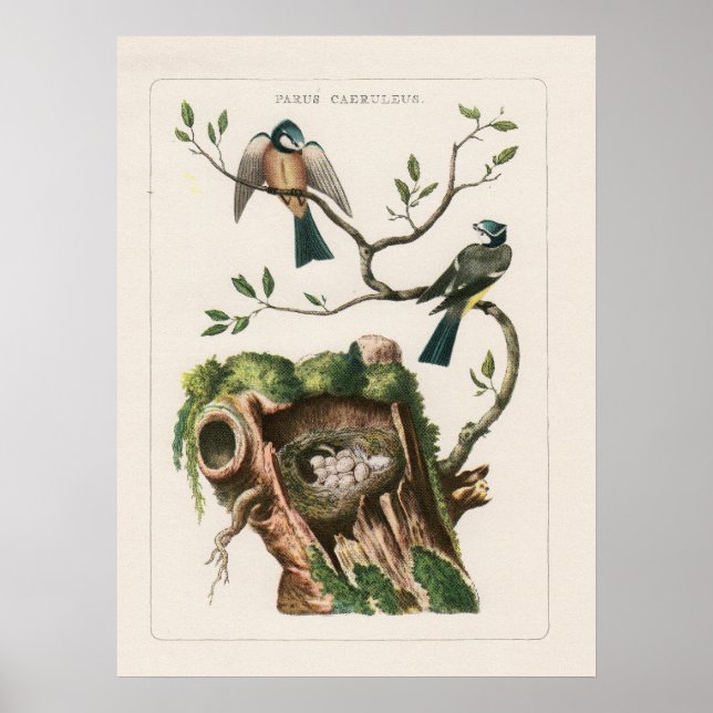 Poster Gravures d'oiseaux (Devant)