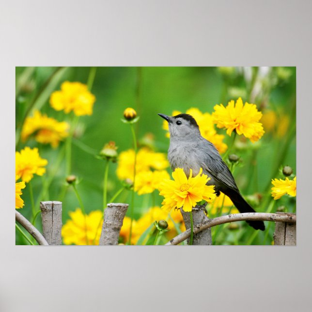 Poster Gray Catbird on wooden fence (Devant)