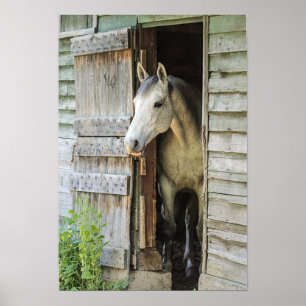 Poster Gray Mare Horse & Grange