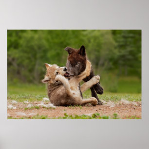 Poster Gray Wolf Pups Wrestling