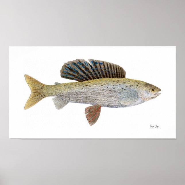 Poster Grayling arctique avec marques Montana (Devant)