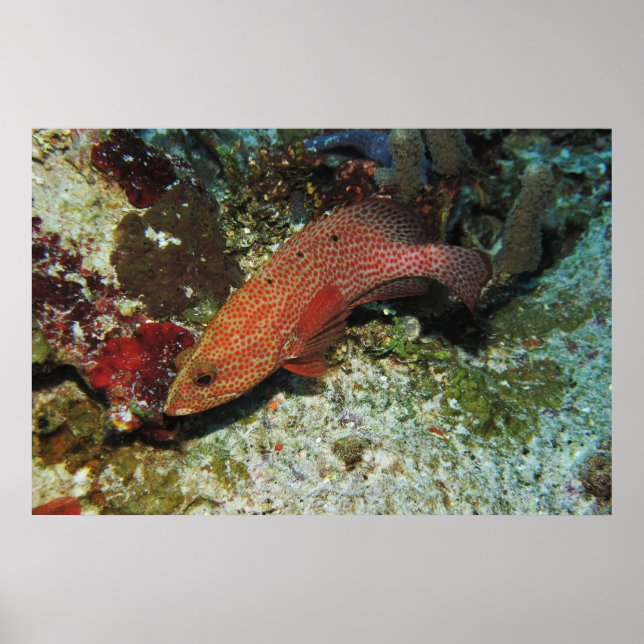 Poster Graysby (Devant)