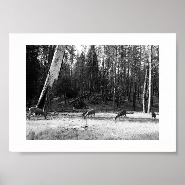 Poster Grazing Deer Yosemite Photographie noir et blanc (Devant)