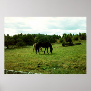 Poster Grazing Horses