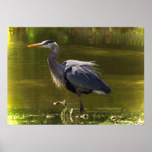 Poster Great Blue Heron
