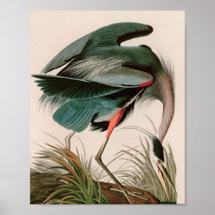 Poster Great Blue Heron Birds of America Audubon Imprimer