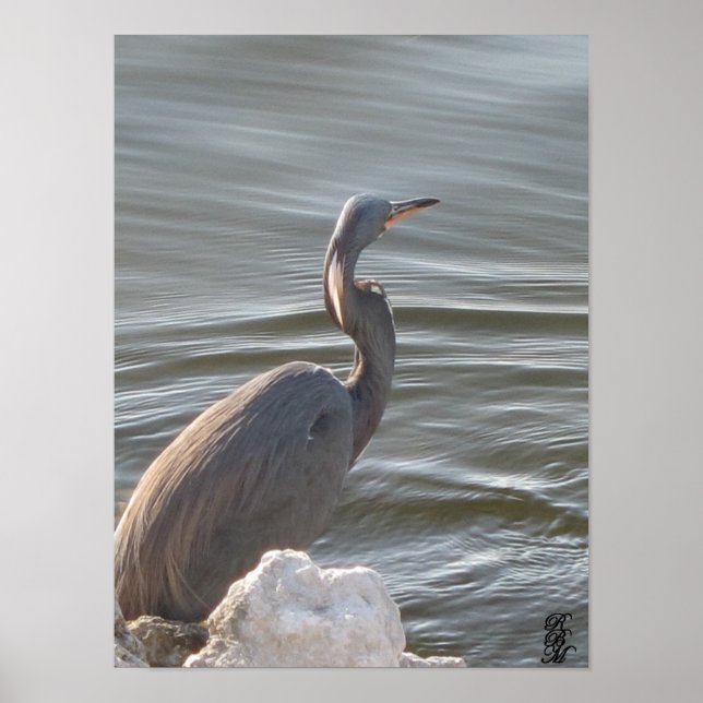 Poster Great Blue Heron by the Water (Devant)