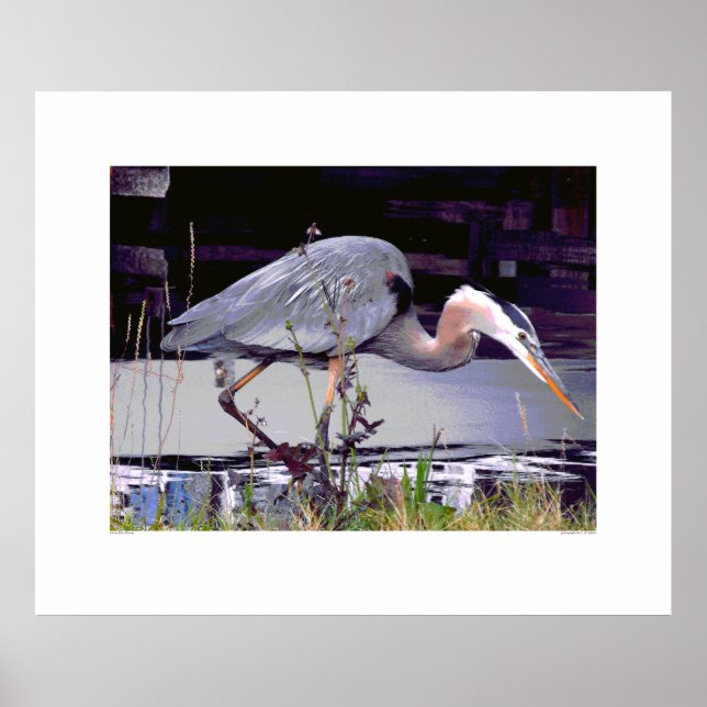 Poster Great Blue Heron Foraging (Devant)