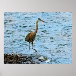Poster Great Blue Heron Standing in the Water 