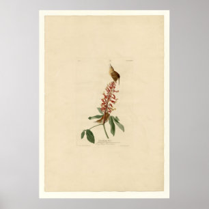 Poster Great Carolina Wren