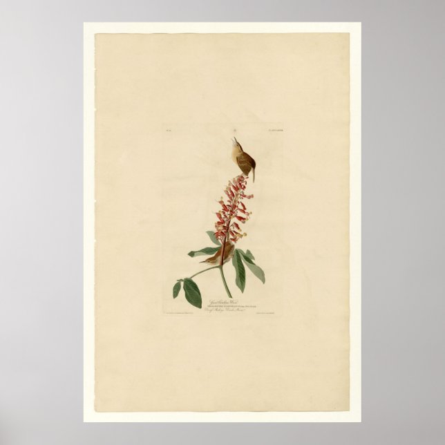 Poster Great Carolina Wren (Devant)
