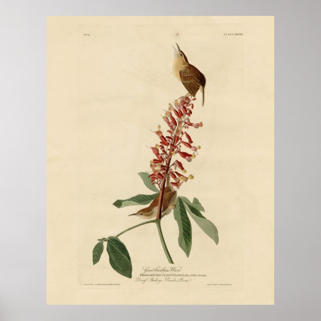 Poster Great Carolina Wren - Audubon's Birds of America (Devant)