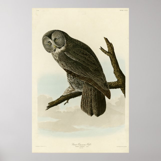 Poster Great Cinereous Owl from Audubon Birds of America (Devant)