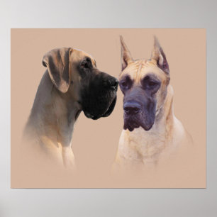 Poster Great Dane King of Dogs Imprimer