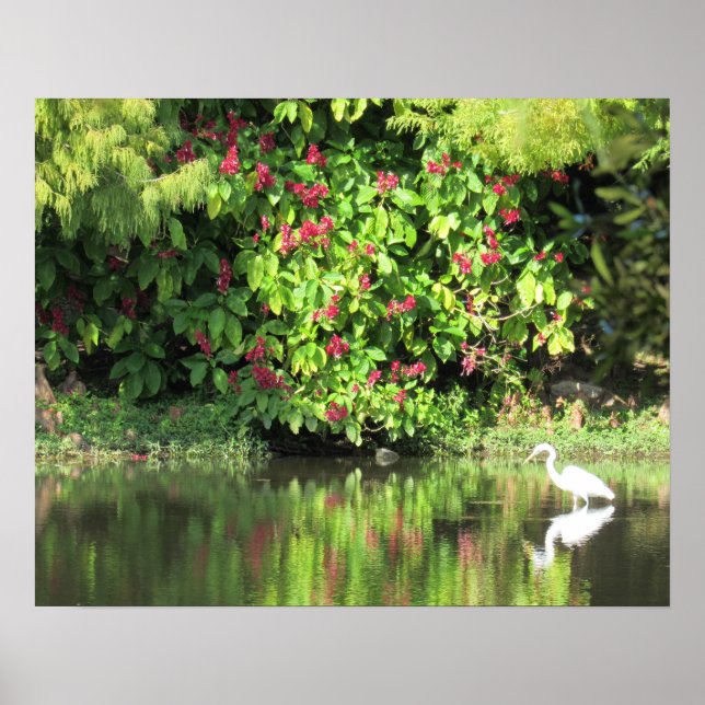 Poster Great Egret Fishing - Beautiful Landscape (Devant)