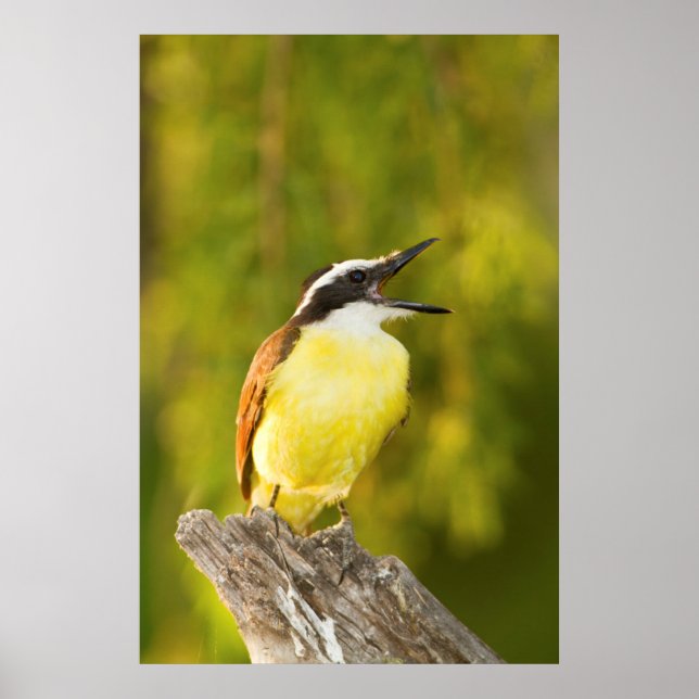 Poster Great Kiskadee (Devant)