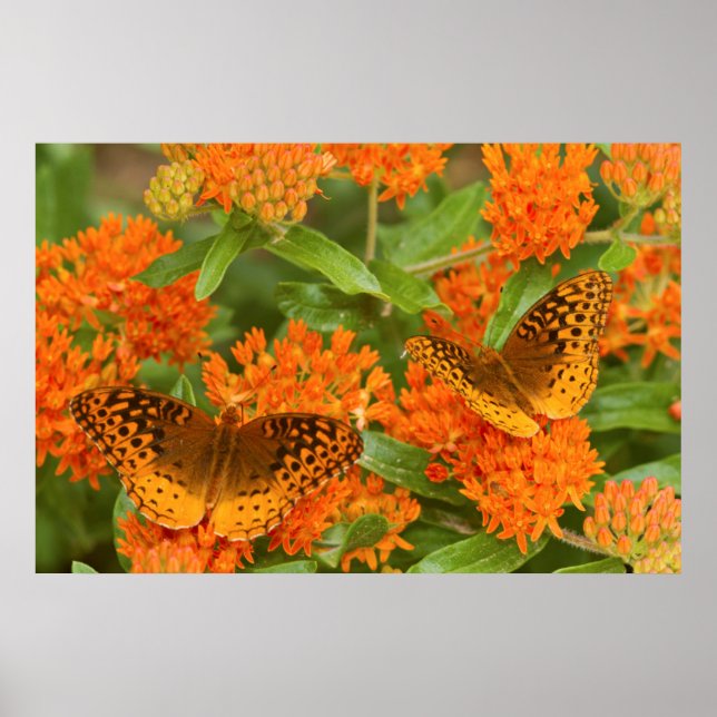 Poster Great Spangled Fritillaries on Butterfly Milkweed (Devant)