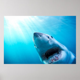 Poster Great White Shark Afrique du Sud