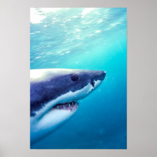 Poster Great White Shark   Afrique du Sud