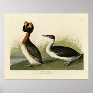 Poster Grebe cornée des oiseaux d'Amérique de John Audubo