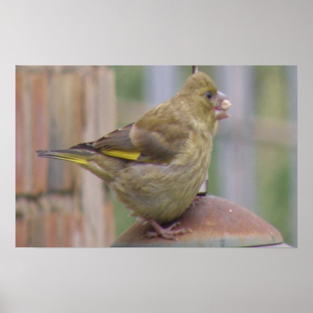 Poster Greedy Greenfinch Print (Devant)