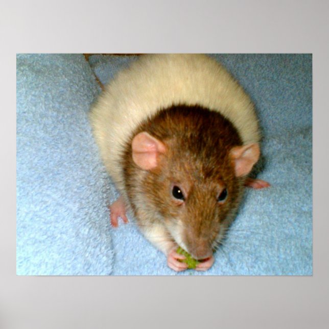 Poster Greedy Rat (Devant)