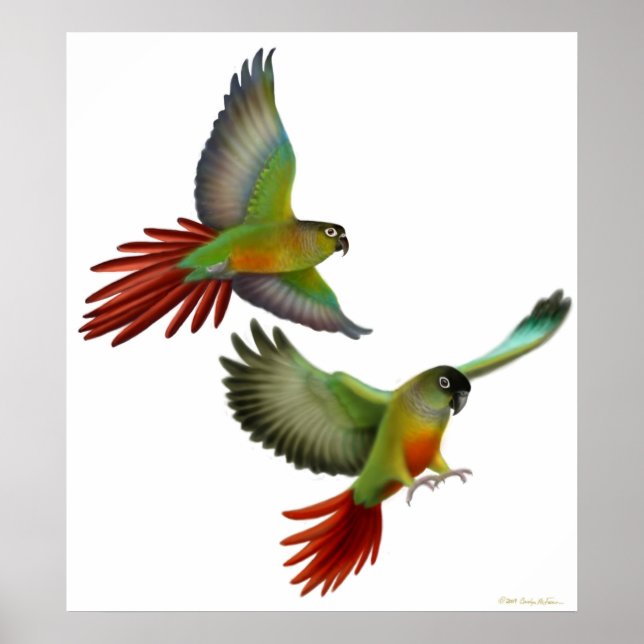 Poster Green Cheek Conures (Devant)