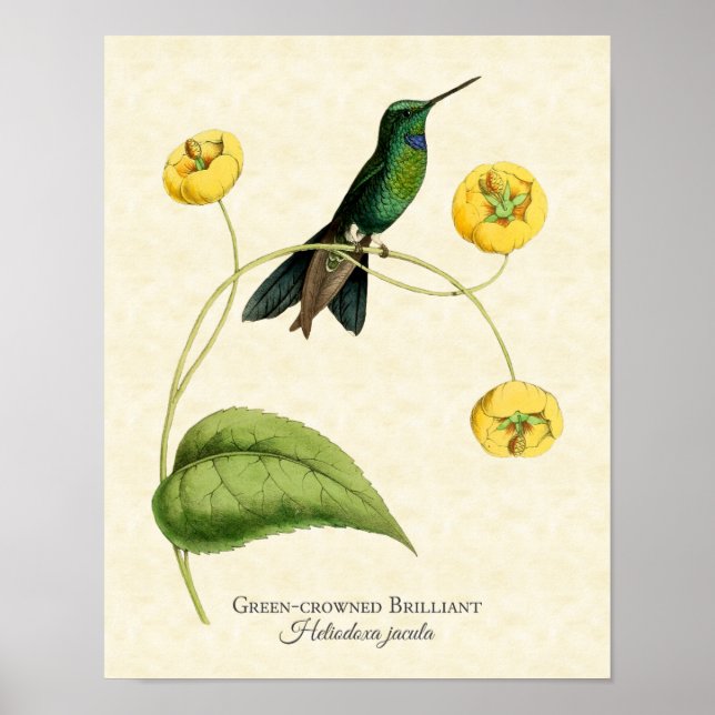Poster Green Crowned Brillier Hummingbird Art Print (Devant)