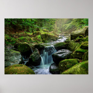 Poster Green Forest and River