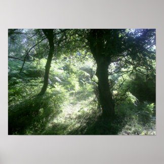 Poster Green Forest Glade