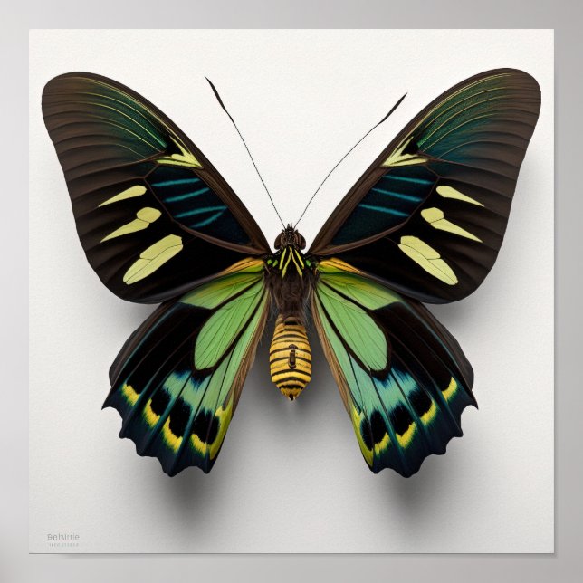 Poster Green Goliath Birdwing Papillon Art Imprimer Poste (Devant)