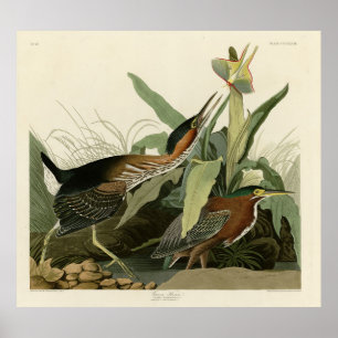 Poster Green Heron, les oiseaux d'Amérique de John James 