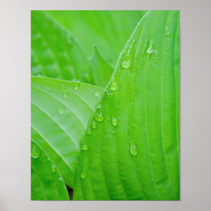 Poster Green Hosta Leaves and Water Droplets
