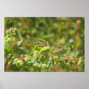 Poster Green Lynx Spider