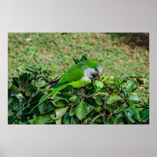 Poster Green parrot