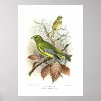 Poster Greenfinch