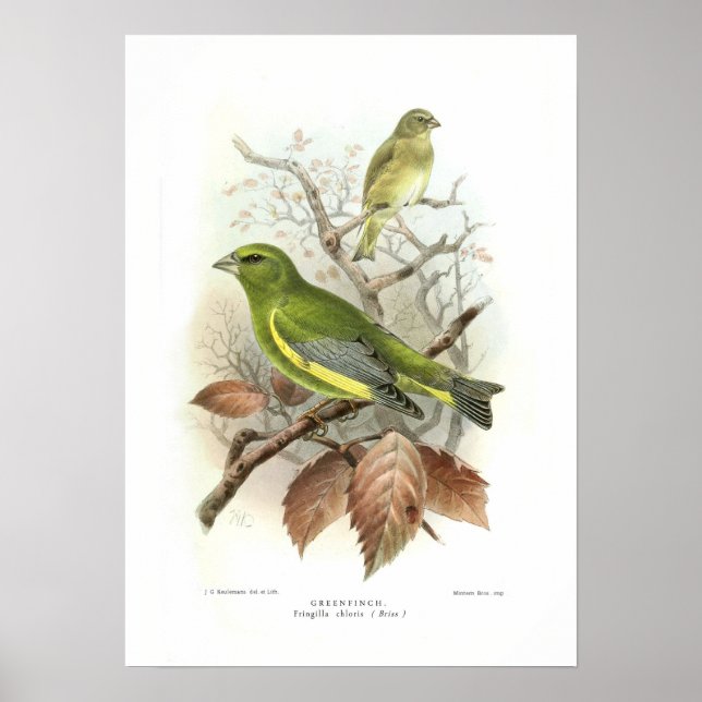 Poster Greenfinch (Devant)