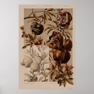 Poster Grenade Art Nouveau vintage par Anton Seder