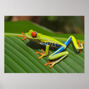 Poster Grenouille